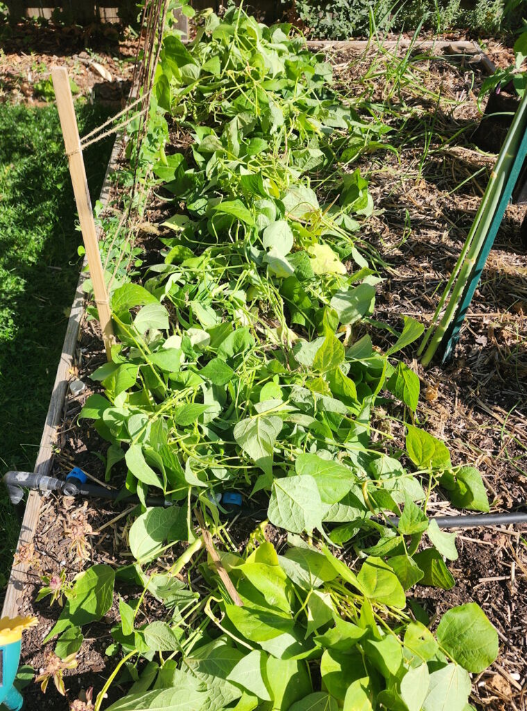 chop and drop beans in a raised garden bed.