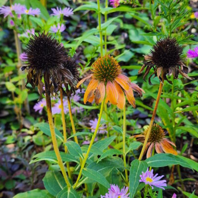 coneflowers in the fall