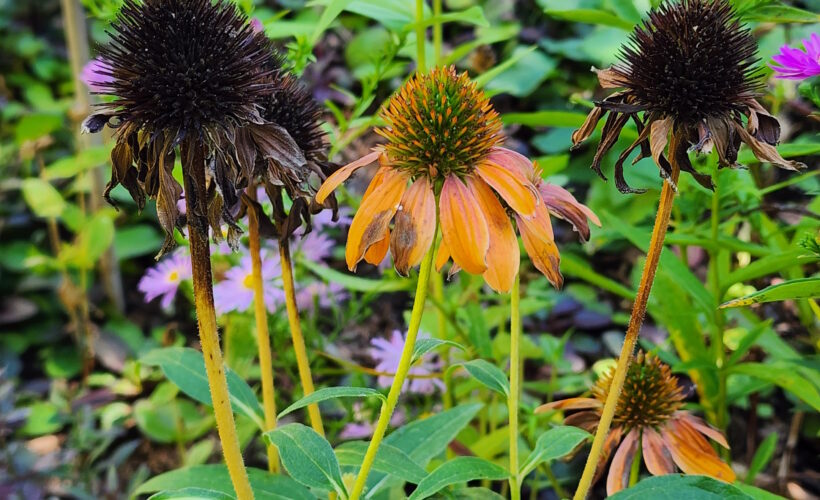 coneflowers in the fall