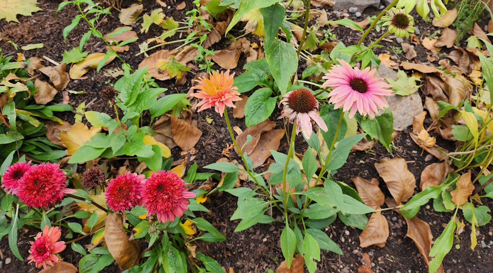 coneflowers in late fall