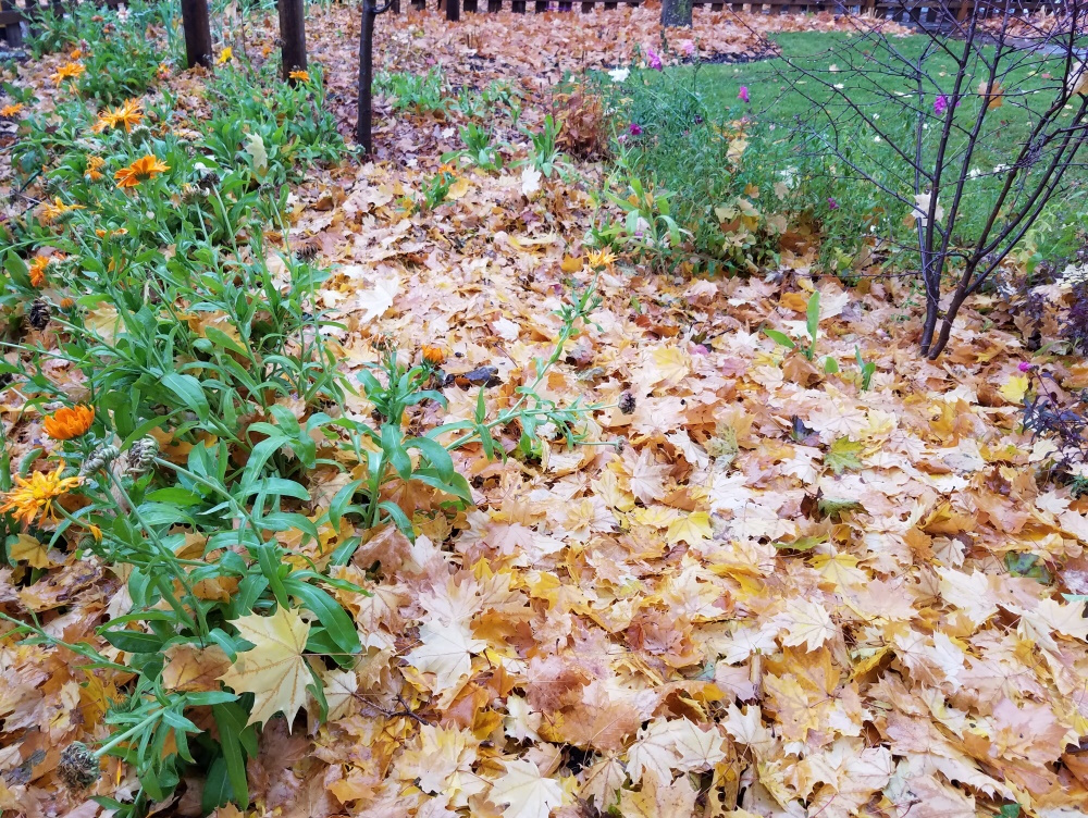 fallen leaves in the garden