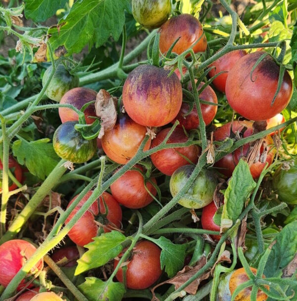 raspberry burst dwarf tomato wild boar farm