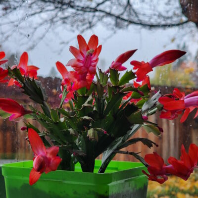 Christmas Cactus 101: Care Tips, Blooming Secrets, and How to Identify Your Holiday Plant