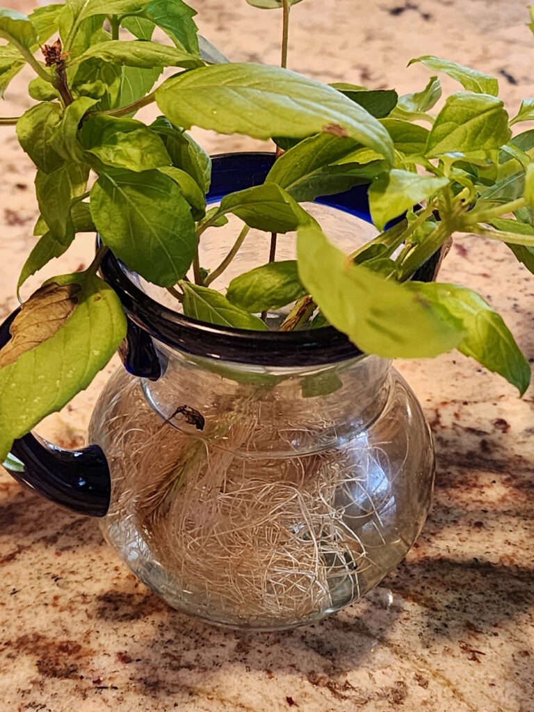 Basil growing in water with lots of roots.