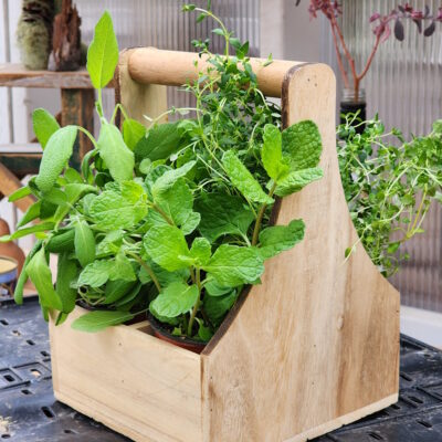 Winter Gardening: How to Grow Fresh Herbs  Indoors All Season Long