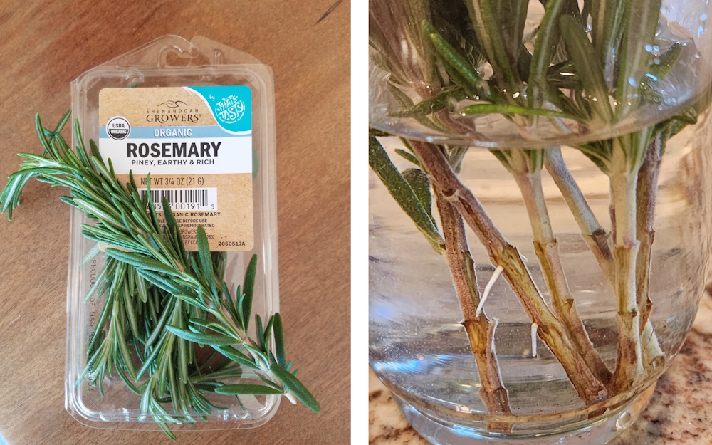 A packet of grocery store rosemand and rosemary growing in water with small roots.