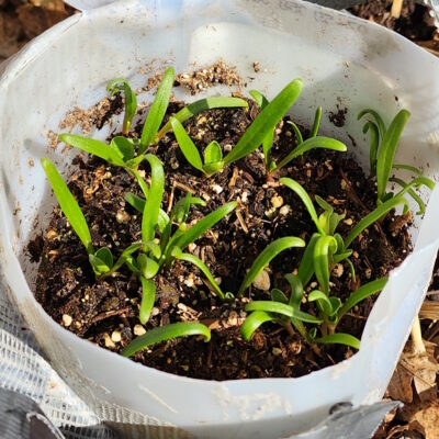 Gardening Class: Winter Sowing Workshop, 1/18/25