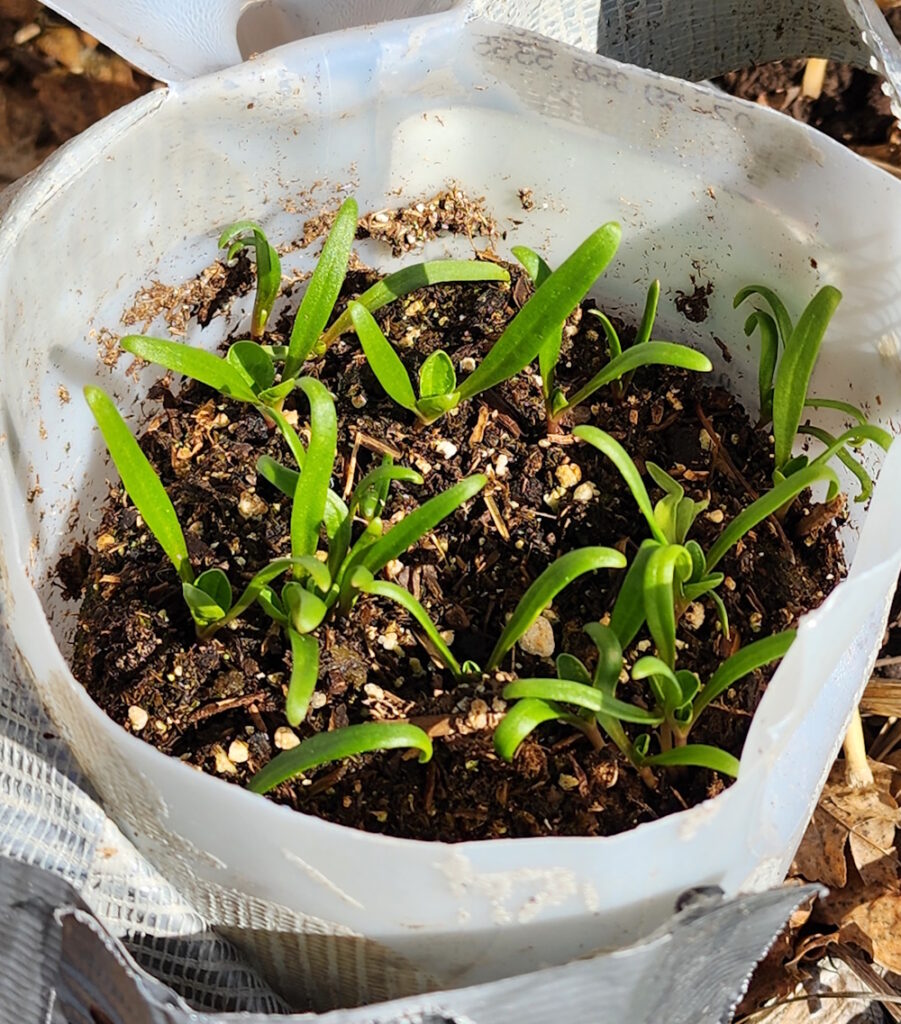 Gardening Classes The Coeur D Alene Coop