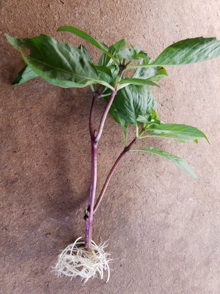 Thai basil stem with long roots.