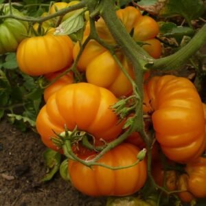 tlacolula yellow tomato