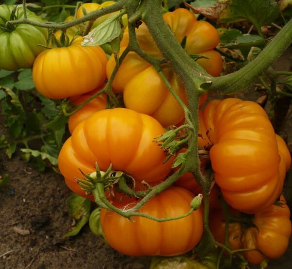 tlacolula yellow tomato