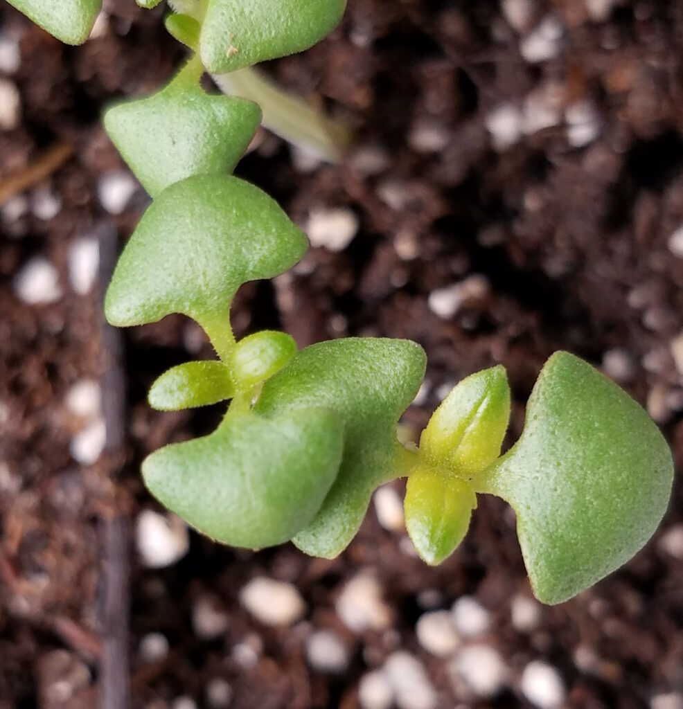 tiny basil seedlings.