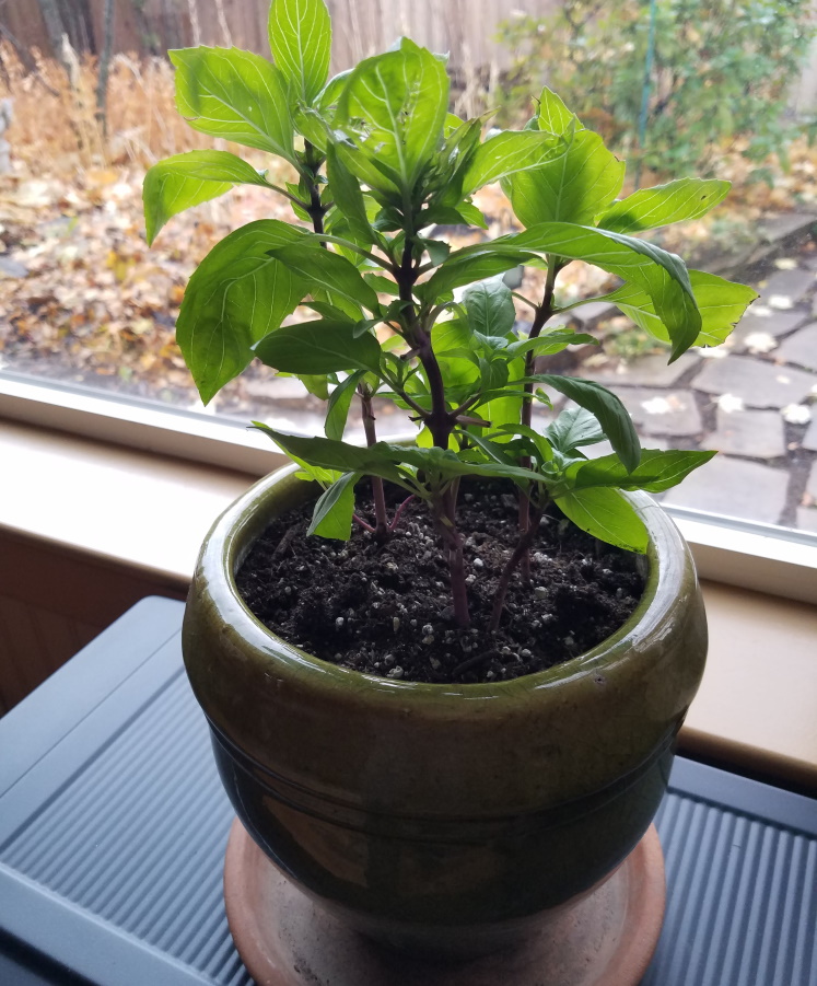 Thai basil in a pot.