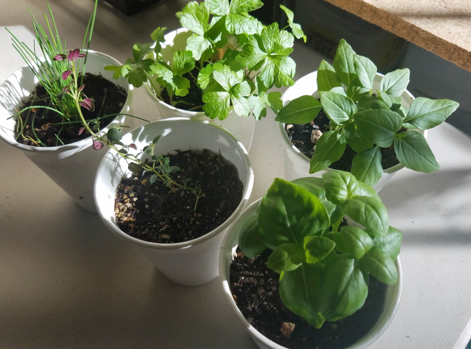 small potted herbs in a windowsill.