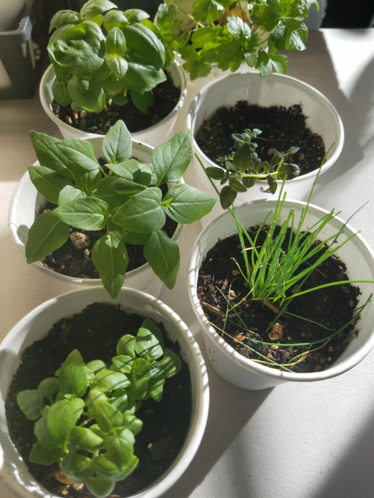 Small potted herbs.