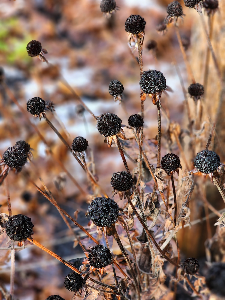 dried rudbeckia flower stalks in the garden