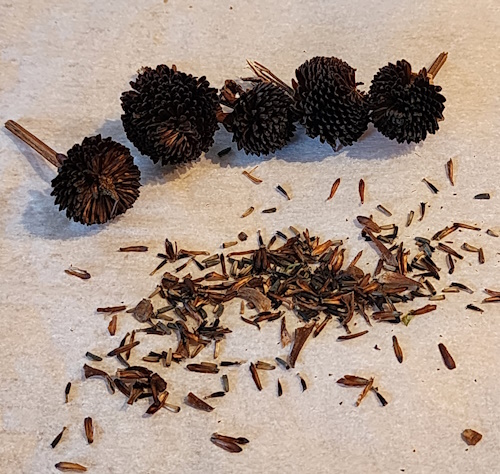 rudbeckia seeds and dried seed heads