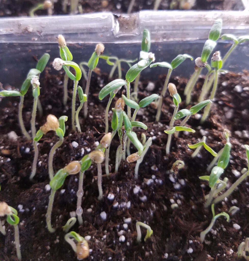 tomato seedlings