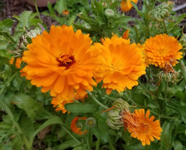 Calendula - Orange & Yellow Blend