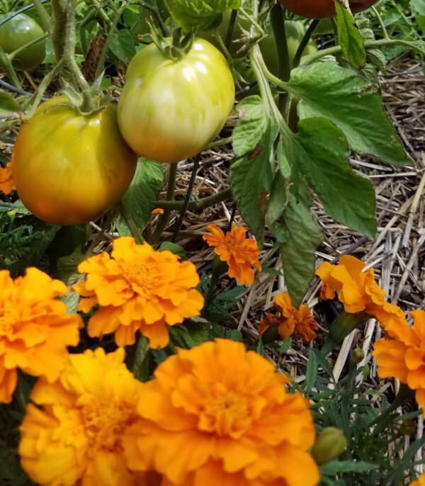 Marigolds - CdA Coop Blend