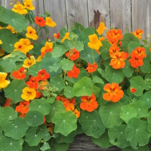 nasturtium flowers