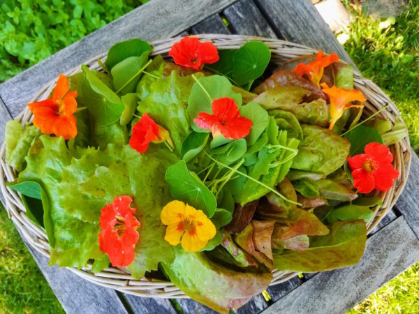 Nasturtium - Fiesta Blend - Image 3