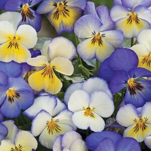 viola cool summer breeze