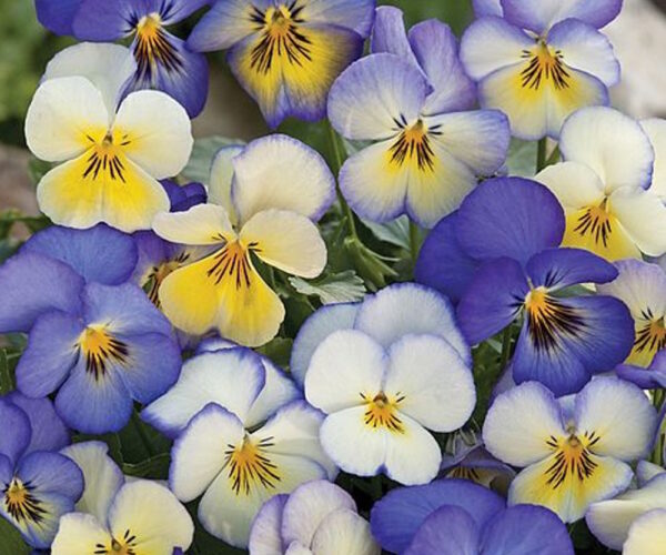 viola cool summer breeze