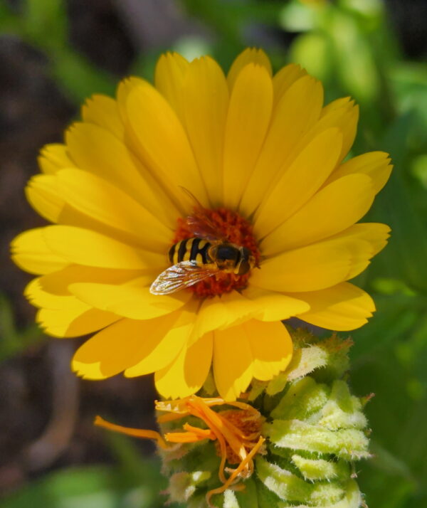 Calendula - Orange & Yellow Blend - Image 3