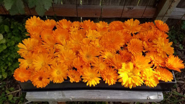 Calendula - Orange & Yellow Blend - Image 4