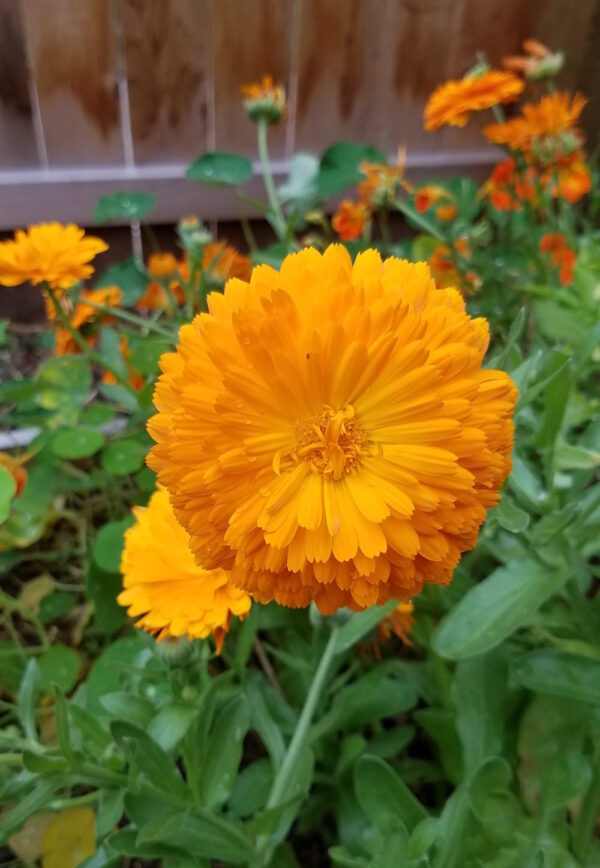 Calendula - Orange & Yellow Blend - Image 2