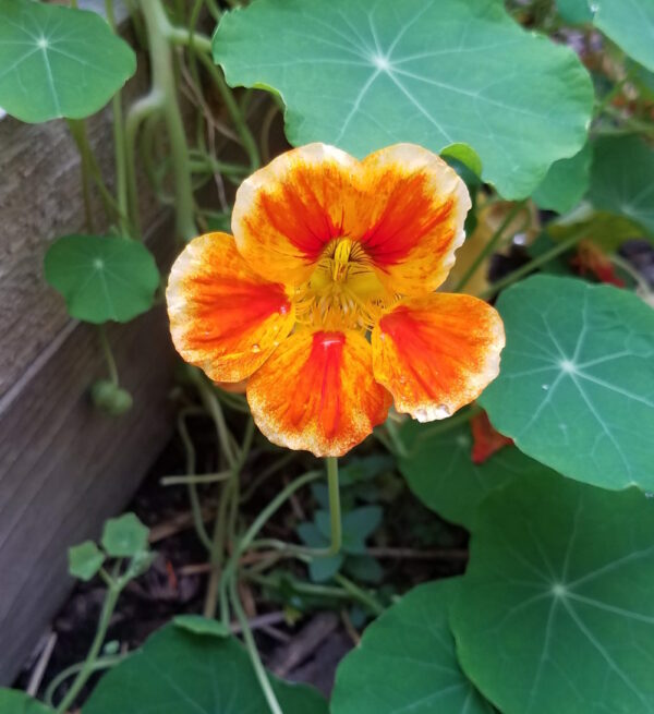 Nasturtium - Fiesta Blend - Image 2