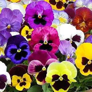 pansy swiss giant