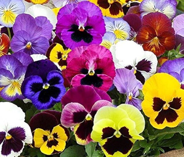 pansy swiss giant