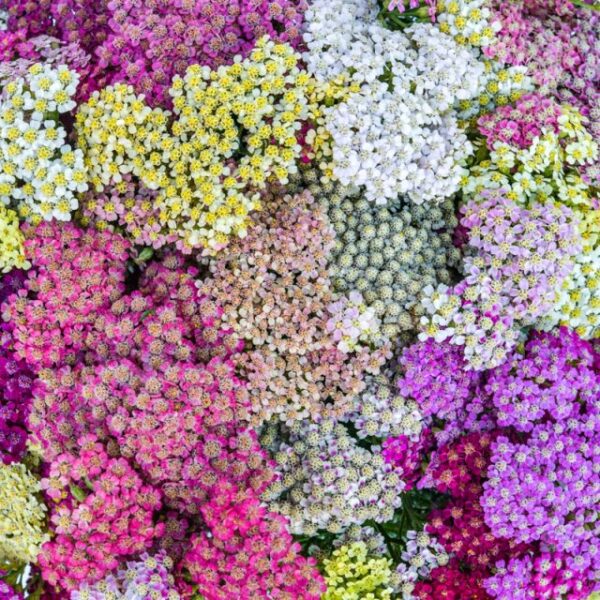 Yarrow - Colorado Blend