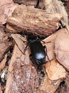 ground beetle