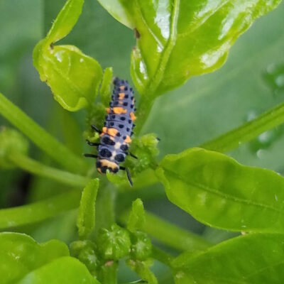 How To Garden Without Pesticides: Natural Ways to Fight Pests