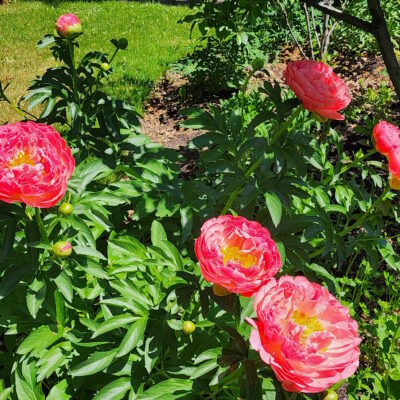 Dig In and Branch Out with Local Garden Resources