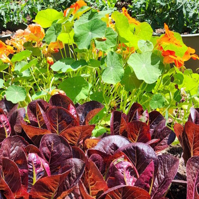 Double The Harvest: Beautiful And Productive Vegetable-Flower Container Ideas