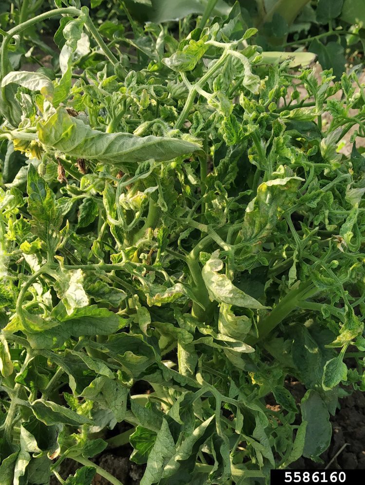 tomato yellow leaf curl disease