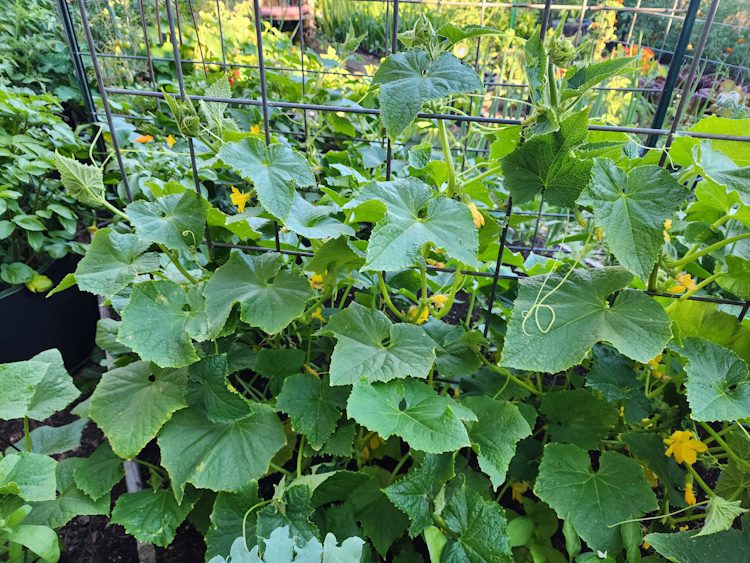 cucumber plants in blossom
