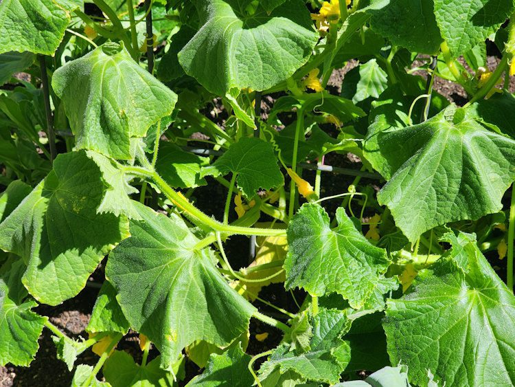 wilting in cucumbers from heat stress