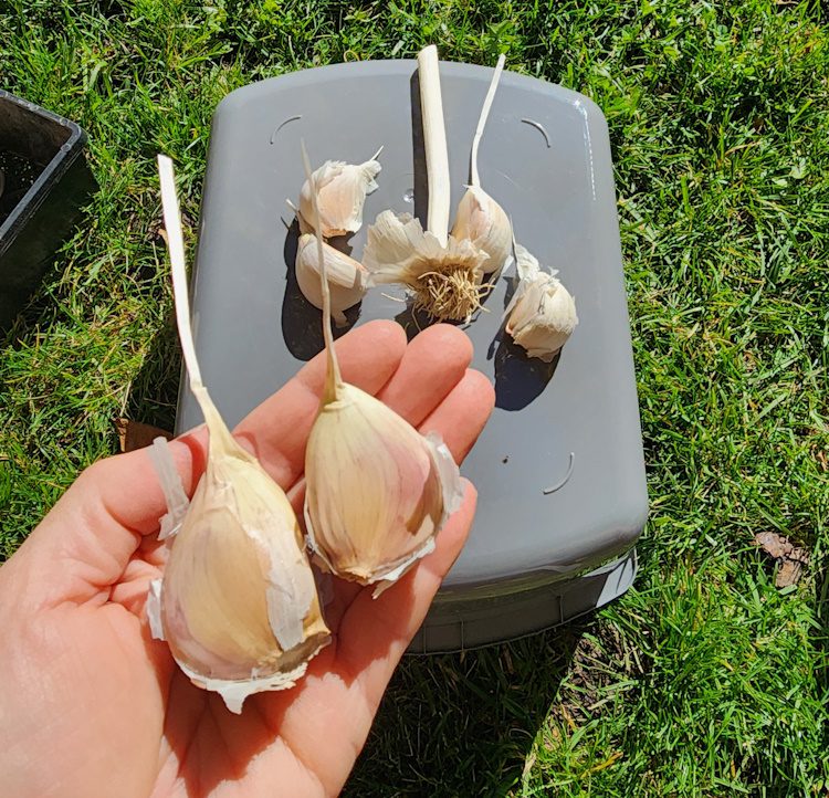 tow large Music garlic cloves in a persons hand.