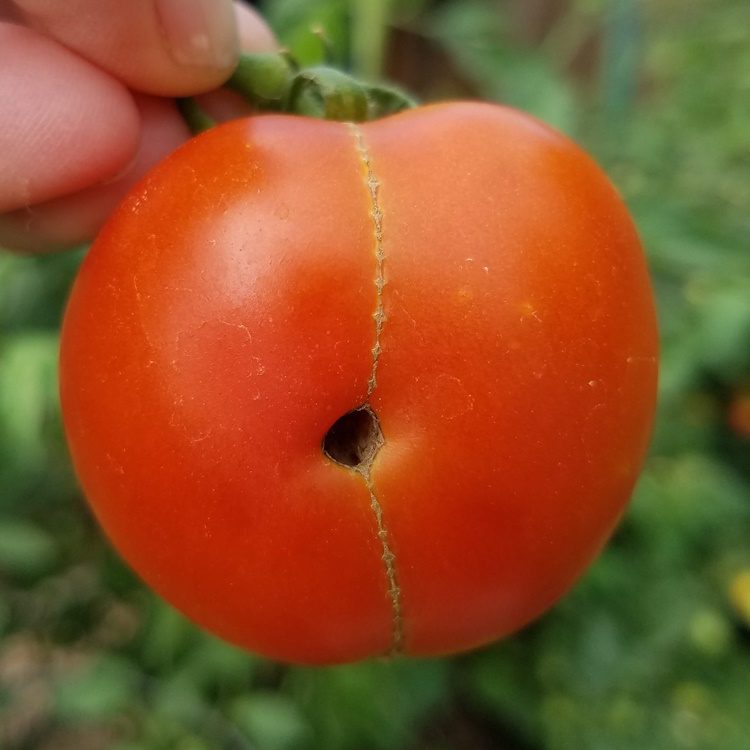 zippering on sasha tomato