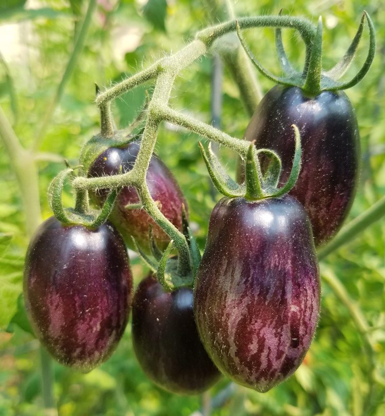 dark purple tomatoes hanging on the vine