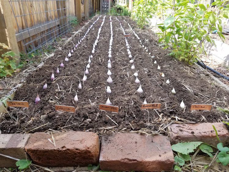 rows of garlic cloves in the soil ready to be planted