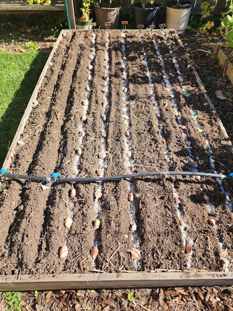 rows of garlic bulbs in the soil with bone meal waiting to be planted