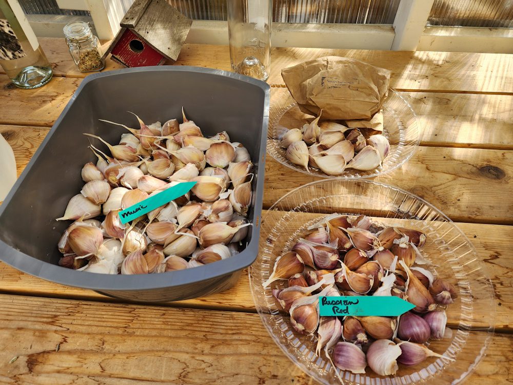 several types of garlic bulbs on a table