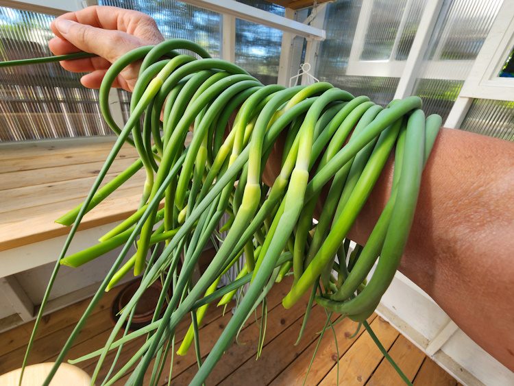 garlic scapes wrapped around a woman's arm