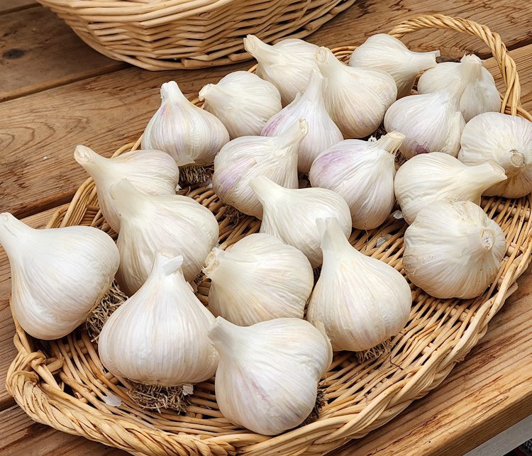a flat basket full of garlic bulbs